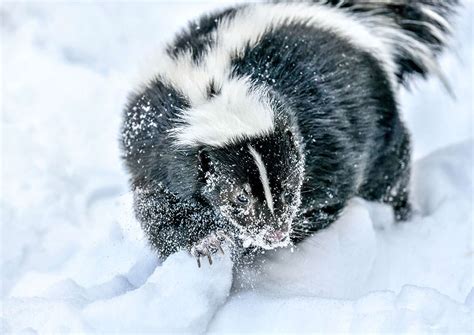 Hibernation Skunks