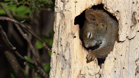 Hibernation Squirrels