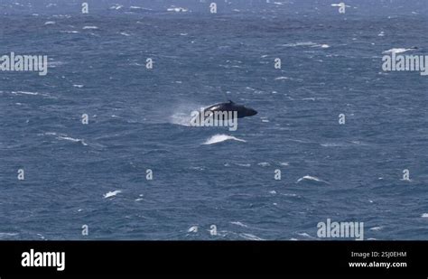 Humpback Whale