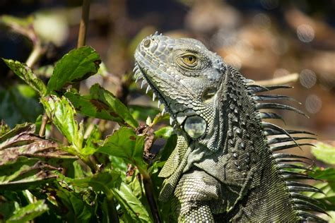 Iguana Behavior