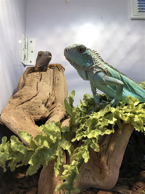 Iguana Care