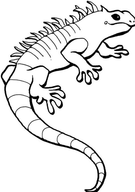 Iguana Coloring Pages for Animal Lovers