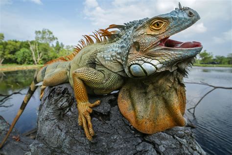 Iguana Environment