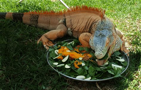 Iguana Nutrition