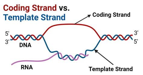 Importance of Template Strand