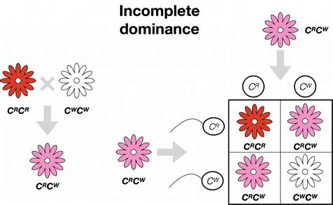 Incomplete Dominance