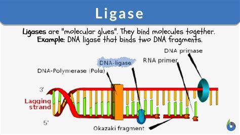 Ligase Enzyme