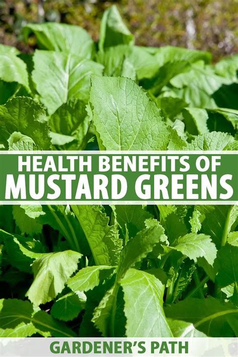 Maile Mustard Benefits