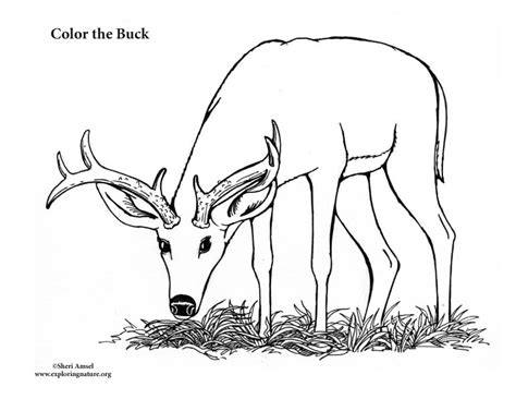 Male deer coloring page