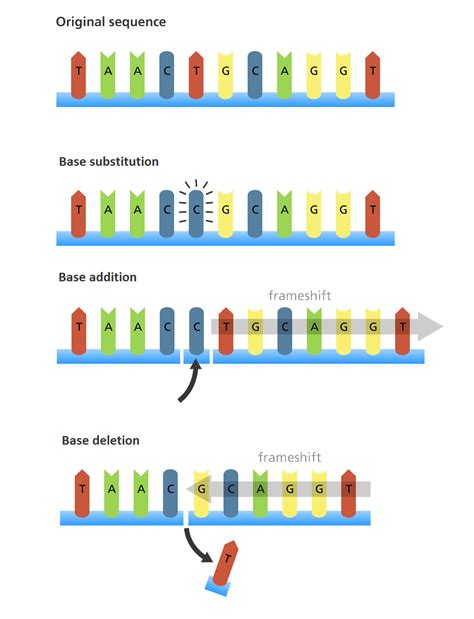 Mutations in DNA Replication