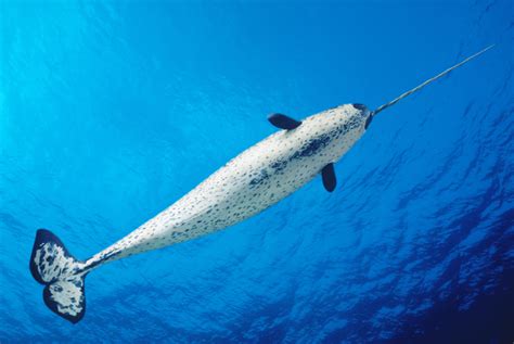 Narwhal Whale