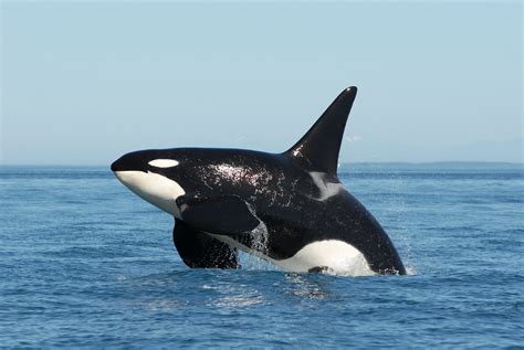 Orca Whale