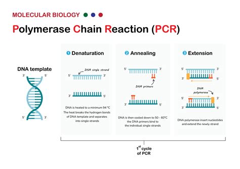 PCR Technique Application