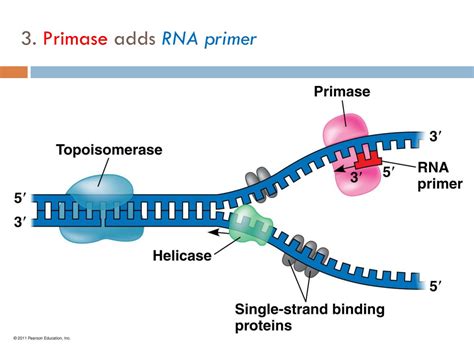 Primase Enzyme