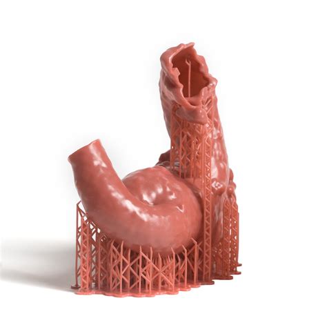 Prusa Anatomical Model