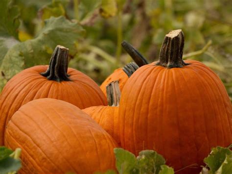 History of Pumpkins in Halloween Decorations