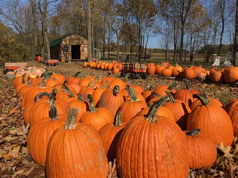 Pumpkin Patch