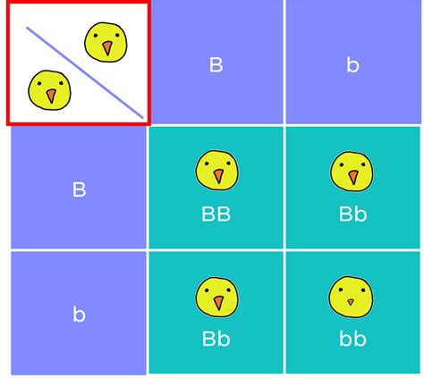 Punnett Square Diagram