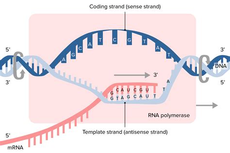 RNA Synthesis Process