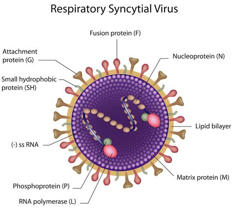 RSV Virus