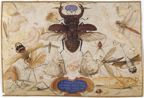 Renaissance Insect Portrait