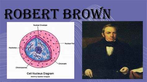 Robert Brown Contributions