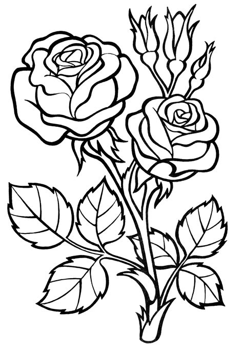 Rose coloring pages for adults and children