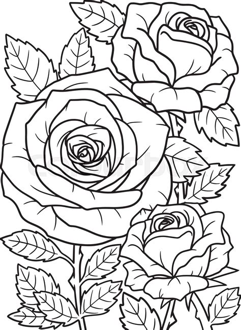 Rose coloring pages for relaxation and stress relief