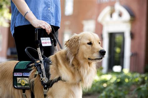 Service Dog at Work