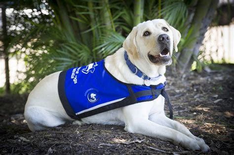 Description of Service Dog Vest FAQ