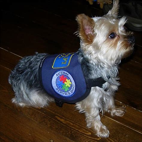 Description of Service Dog Vest For Small Dogs