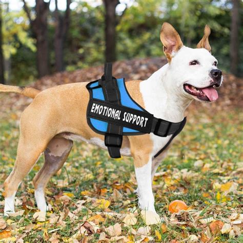 Description of Service Dog Vest Regulations