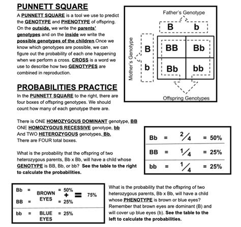 Solving Punnett Squares