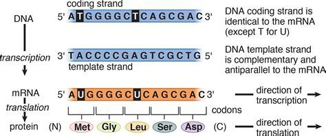 Template Strand in DNA Replication