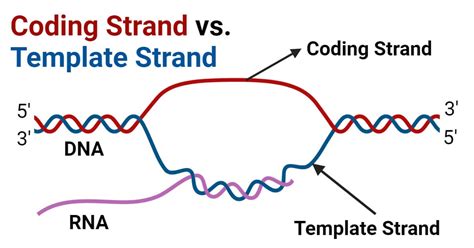 Template Strand in DNA Replication