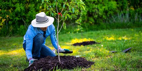 Tree planting ceremony in memory of a loved one