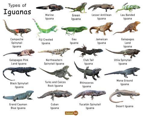 Types of Iguana Templates