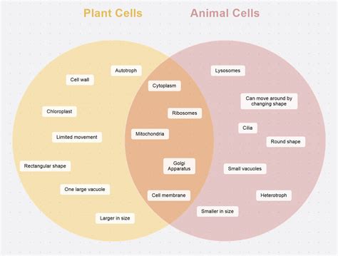 Venn Diagram for Comparing Features