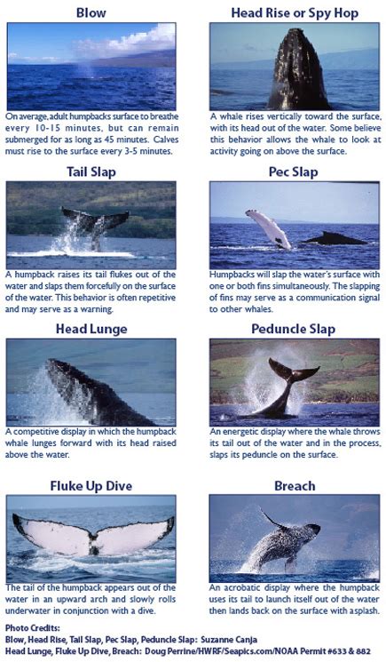 Whale Behavior