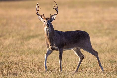 White-tailed deer coloring page