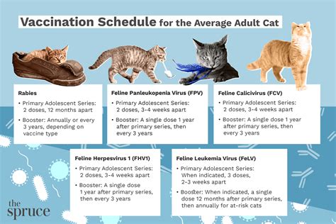 Adult Cat Vaccination Schedules