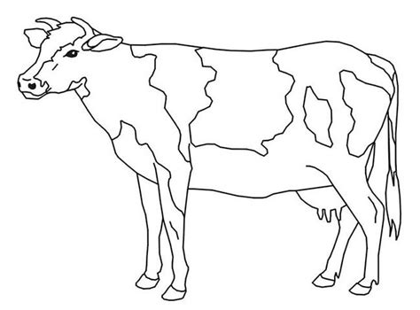 Adult Cow Template