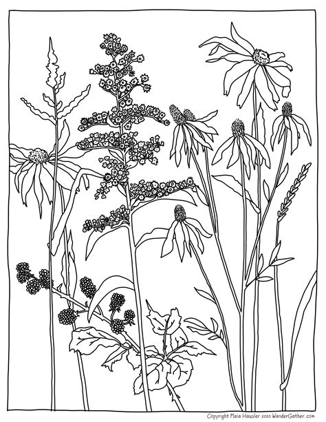 Description of Adult wildflower coloring pages