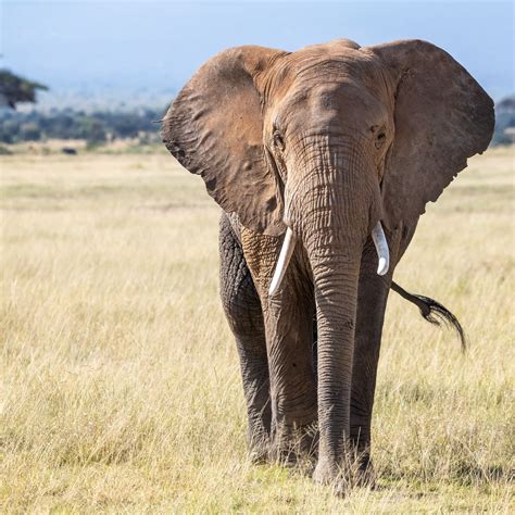 African Elephant in Savannah