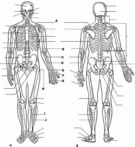 Anatomy Coloring Book