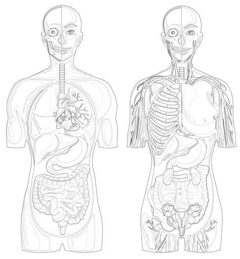 Anatomy Coloring Book Benefits for Adults