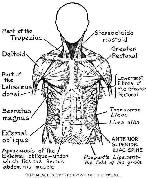 Anatomy Coloring Book Pages