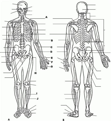 Anatomy Coloring Book Printable