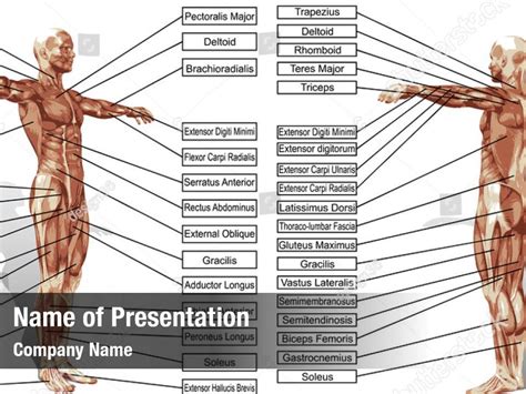 Anatomy Template