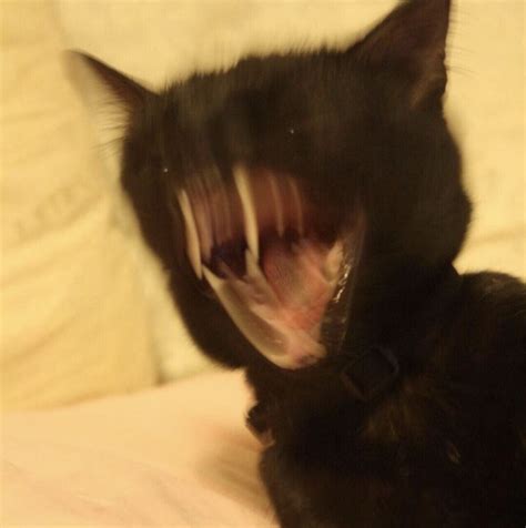 Angry Yelling Cat Meme Template